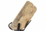 Fossil Hadrosaur Rib Section w/ Metal Stand - South Dakota #340087-1